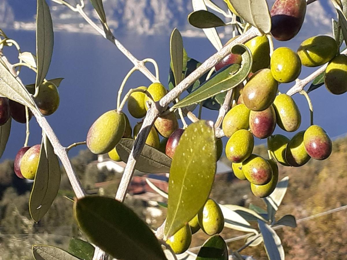 Appartamento Leccino Malcesine Eksteriør bilde